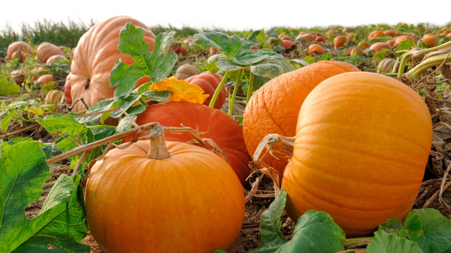 Koji su potrebni uslovi za razvoj tikvi?