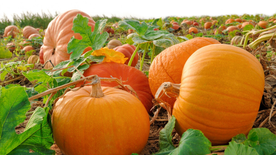 Kako pravilno obaviti berbu, sušenje i skladištenje tikvi?