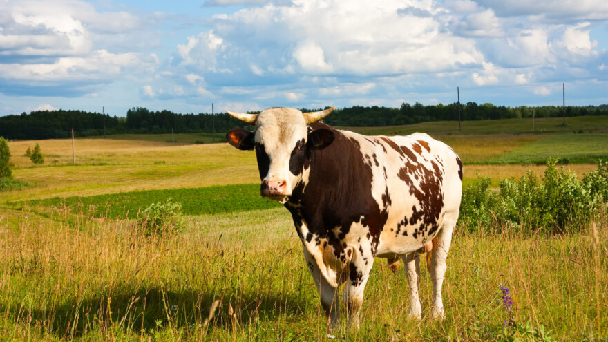 Za zbrinjavanje napuštenih, izgubljenih i oduzetih domaćih životinja 150 tisuća eura