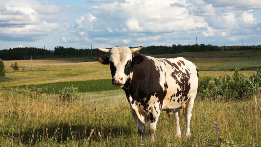 Bik napao 38-godišnjeg vlasnika, liječnici u Gospiću bore se za njegov život
