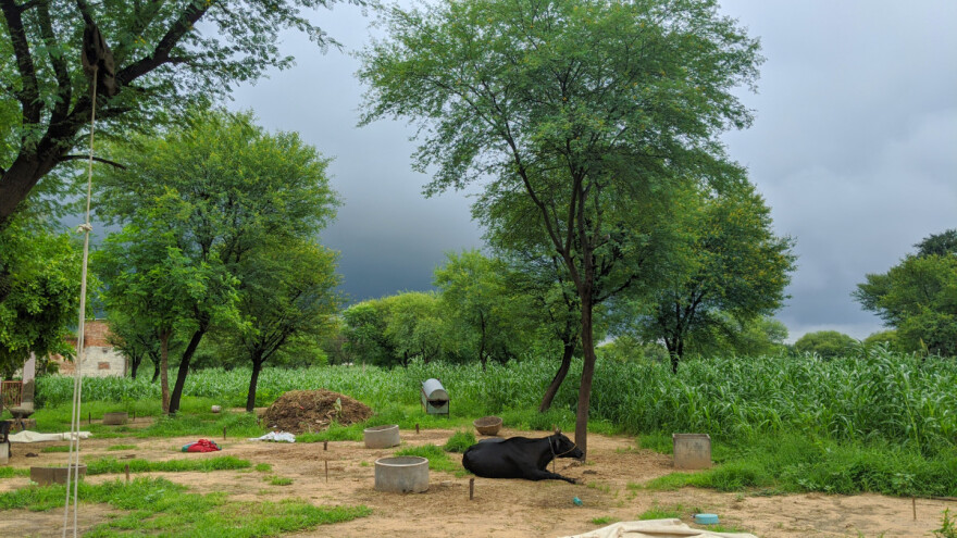 Lokalni pljuskovi, pa ponovo suvo vreme - zaštitite useve