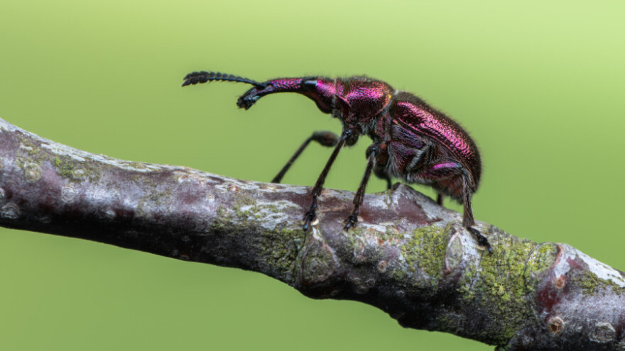 Višnjin surlaš opasnost za plodove - nepovoljno utiče na kvalitet