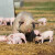 Što se planira sa svinjogojskim sektorom u EU?