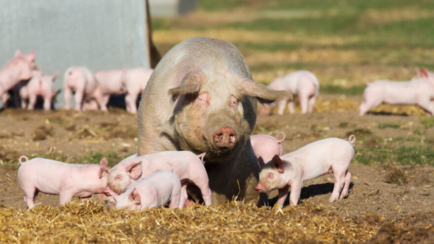 Što se planira sa svinjogojskim sektorom u EU?