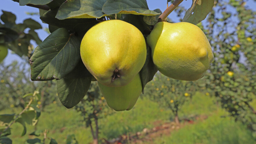 Dunju napadaju brojni prouzrokovači oboljenja - kako je zaštititi?