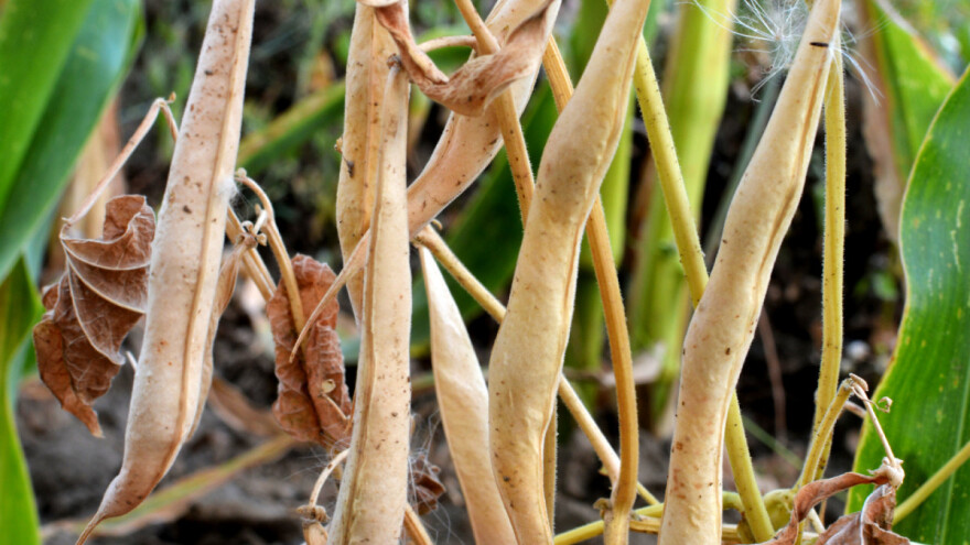 Kada je pasulj spreman za berbu? Kako ga očistiti i čuvati?