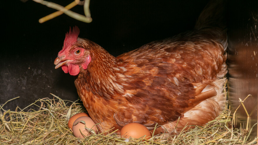 Kako spriječiti zaprljanje jaja?