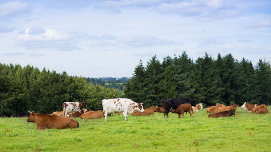 Zašto i koje drveće posaditi na farmi?