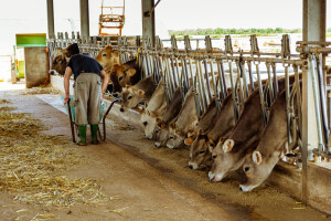 Mljekari RS: EU4Agri od 232 odobrio samo 16 prijava - to je skandalozno