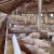 Velike farme u Makedoniji i Italiji zahvatila afrička svinjska kuga