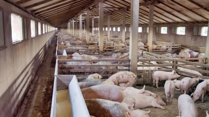 Velike farme u Makedoniji i Italiji zahvatila afrička svinjska kuga