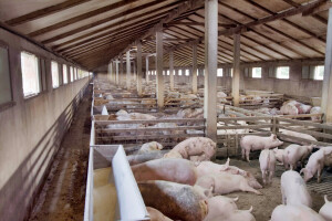 Bijeljinskim farmerima uplaćeno 3 miliona KM nadoknade za eutanaziju svinja