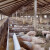 Bijeljinskim farmerima uplaćeno 3 miliona KM nadoknade za eutanaziju svinja