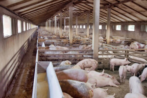 Velike farme u Makedoniji i Italiji zahvatila afrička svinjska kuga