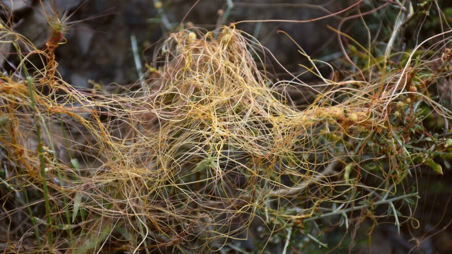 Primećena vilina kosica na usevima povrća