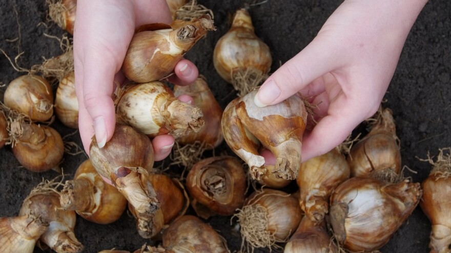 Kako izvaditi i čuvati lukovice cveća? Evo devet saveta