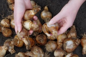Kako izvaditi i čuvati lukovice cvijeća? Evo 9 savjeta
