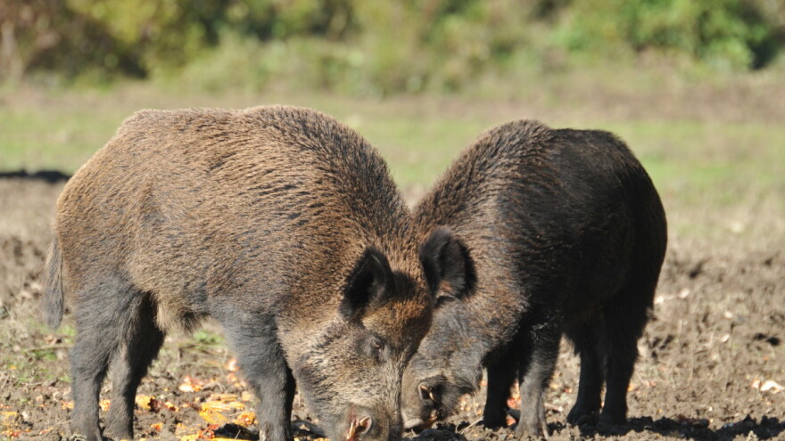 Za sprječavanje štete od divljači osigurano dodatnih gotovo 531 tisuća eura