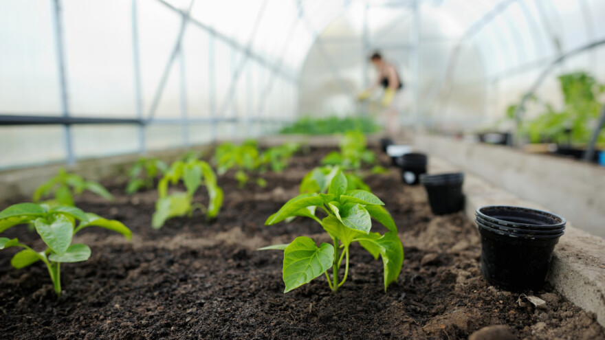 Šta je sve potrebno odraditi prije sjetve rasada paprike?