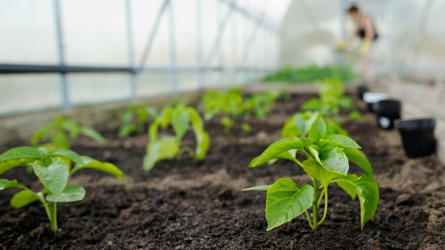 Prirodni proizvodi za pripremu zemljišta i zdrave, kvalitetne biljke