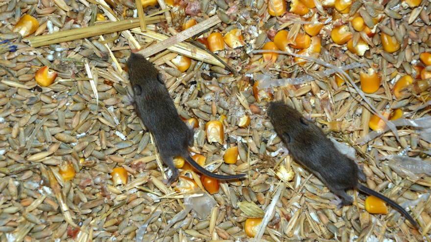 Pošast: Zbog najezde miševa propada australska ljetina?