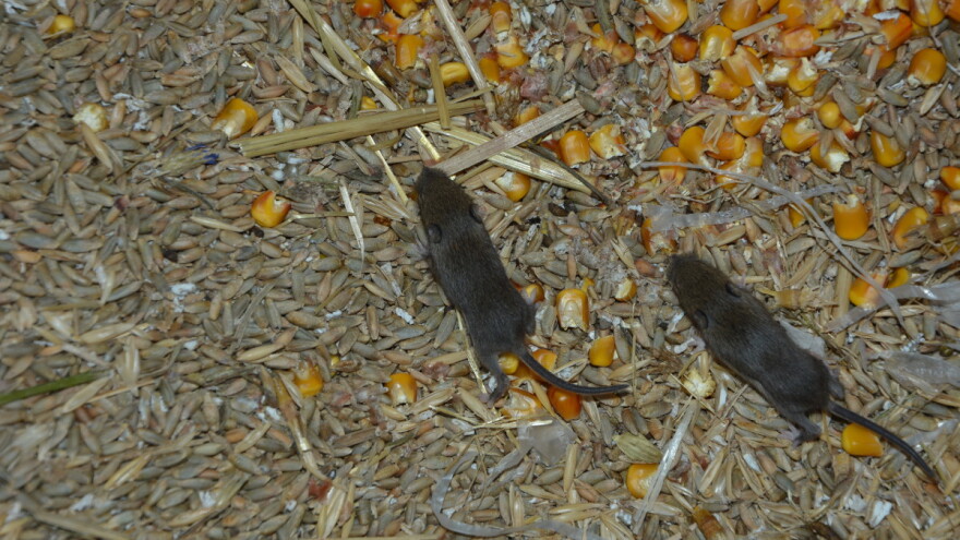 Svjetski dan svijesti o štetočinama: Bit će zabranjeno suzbijati ih hemijskim sredstvima?