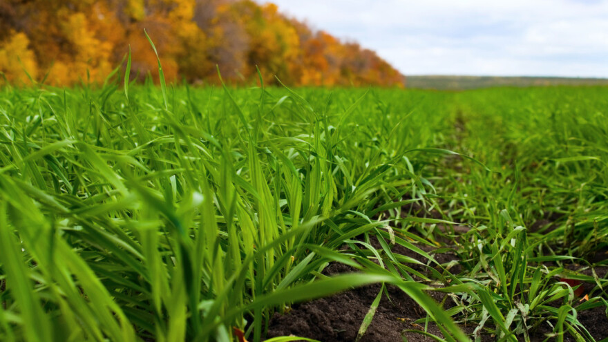 Prognoza globalne proizvodnje žitarica ostala je stabilna
