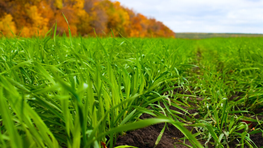Kvalitetno odradite jesensku gnojidbu za dobru kondiciju ozimih žitarica