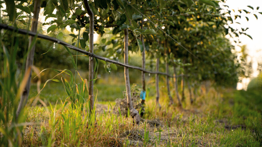 Utjecaj suše i vjetra na voće: Voda se gubi i iz tla i iz biljaka