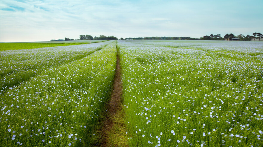 Traže od francuskih farmera da prepolove uzgoj lana