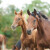 Teletina optužen za nezakonit uvoz konja: Uhvaćen na granici sa Srbijom