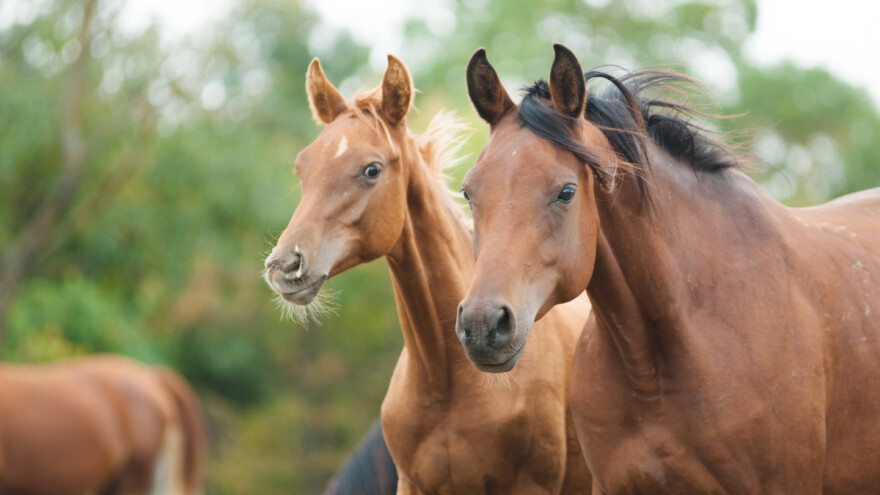 Masakr konja u BiH: Kriminalci ih brutalno ubijaju, a policija negira?