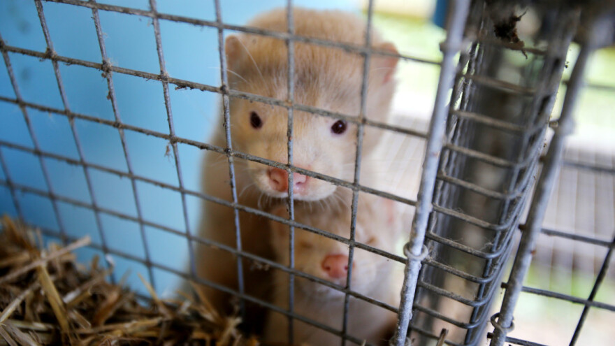 Švedska i Danska zabranile uzgoj nerčeva zbog koronavirusa