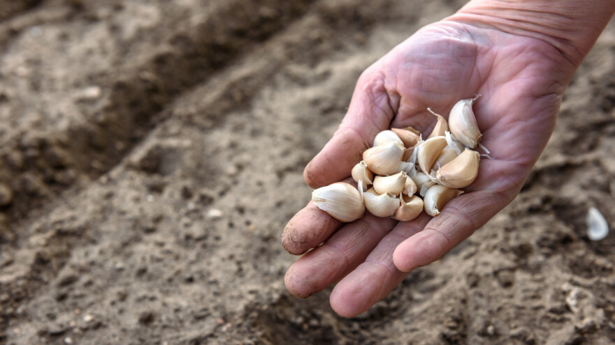 Kako i kada se sadi bijeli luk?