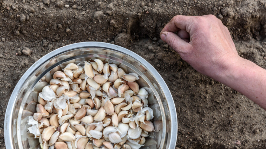 Na šta paziti kod prolećne sadnje belog luka? Evo pet saveta