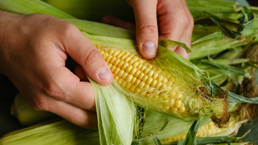 Zlatna ljetna poslastica - kukuruz šećerac: Sjeme skupo, ali prodaja odlična