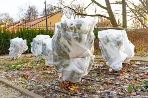 Kako zaštititi ukrasno grmlje i ruže od snijega i niskih temperatura?
