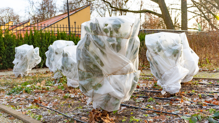 Kako zaštititi ukrasno grmlje i ruže od snijega i niskih temperatura?