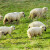 Vraćaju se nestale ovce u Mrkonjiću, domaćin tvrdi: Uključena je mafija