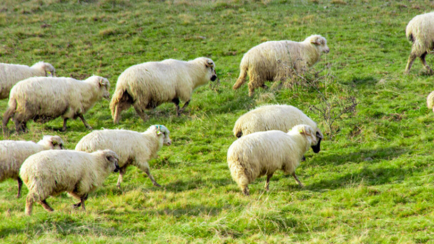 Vraćaju se nestale ovce u Mrkonjiću, domaćin tvrdi: Uključena je mafija