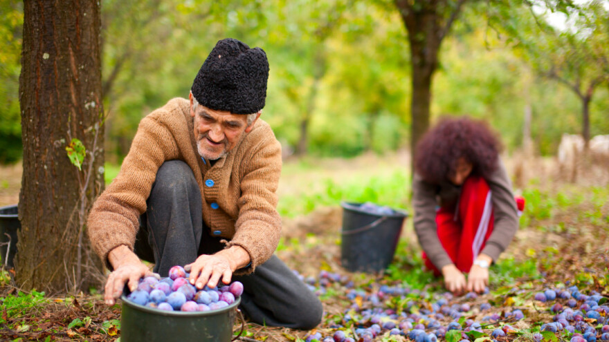 Otvoren javni poziv - 6,5 miliona KM za mala gazdinstva