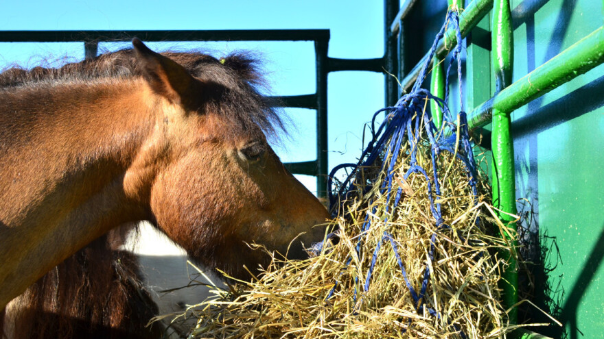 Raste izvoz živih konja u Japan - njihovo meso sve traženije