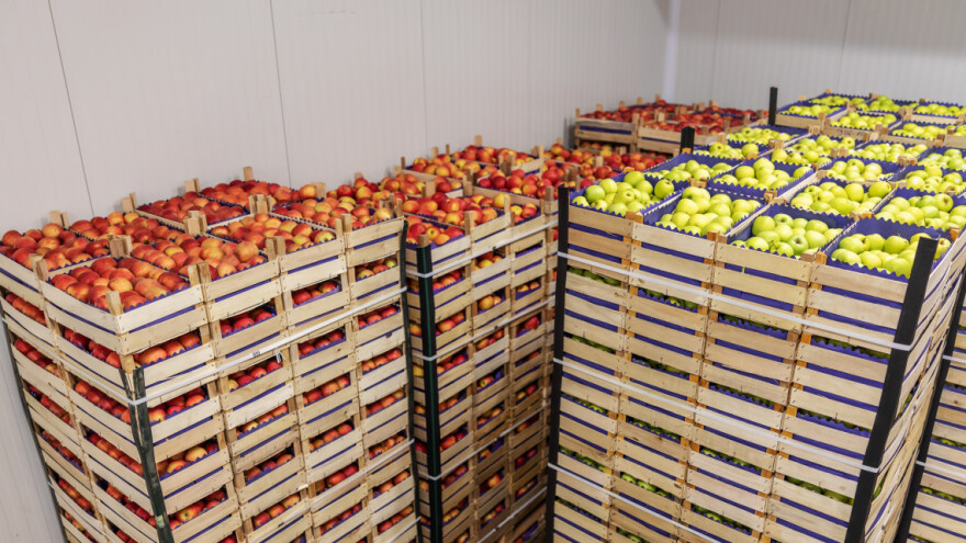 Ovogodišnje jabuke podložnije propadanju u skladištima?