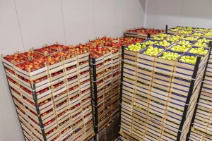Otežan izvoz srpskih jabuka u Rusiju zbog pogrešnih uplata?