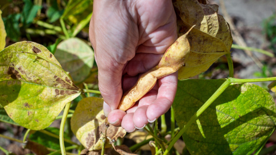 Hrvatski povrćari na udaru suše, uvoza i zabrane pesticida, a ni od navodnjavanja ništa?