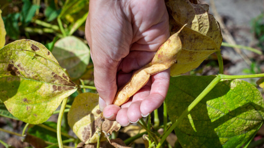Berba pasulja ove godine uranila. Samo navodnjavanje spasilo useve