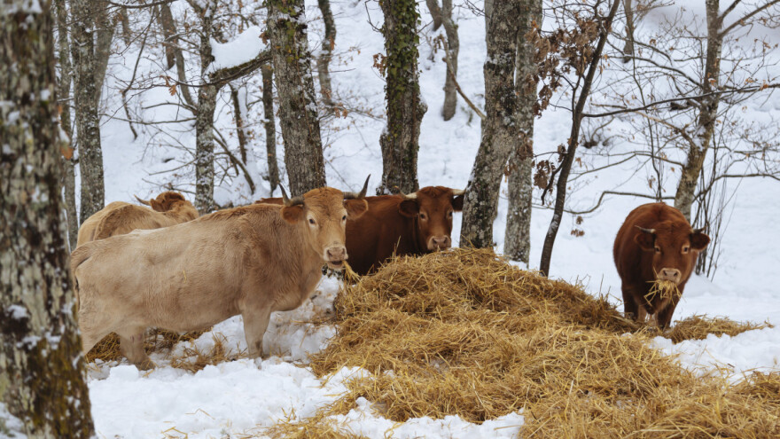 Romanijska regija podbacila u proizvodnji: Pao otkup mlijeka