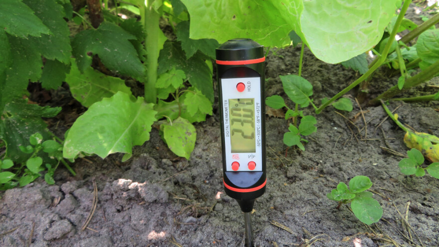 Temperatura tla na dubini 5 cm, prelazi 30 stepeni Celzijusa