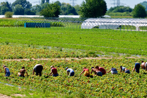Nedostatak "sezonaca" u Njemačkoj: Od oktobra minimalna plaća od 12 eura na sat