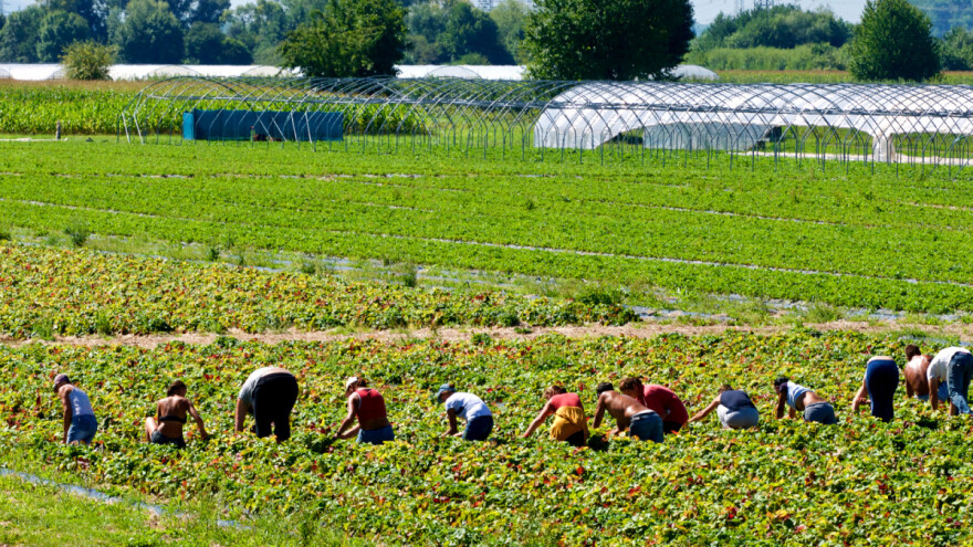 Nedostatak "sezonaca" u Njemačkoj: Od oktobra minimalna plaća od 12 eura na sat